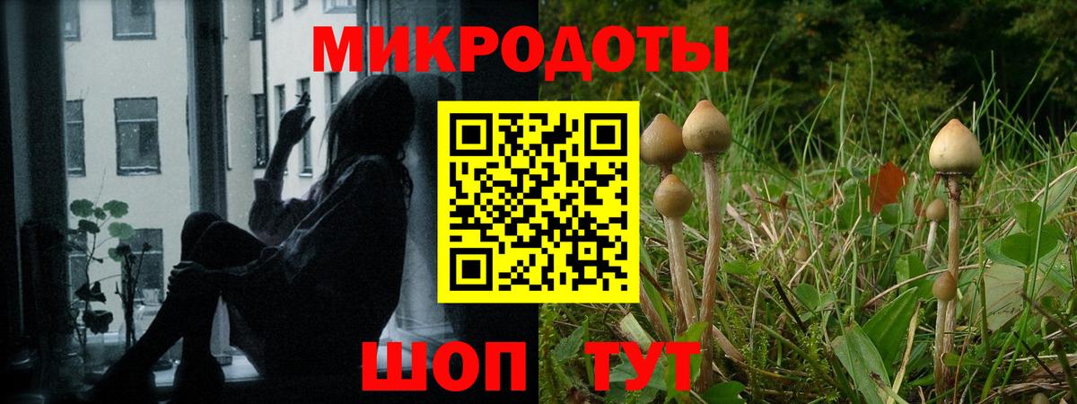 Псилоцибиновые грибы Cubensis  Вход с VPN  Гатчина 
